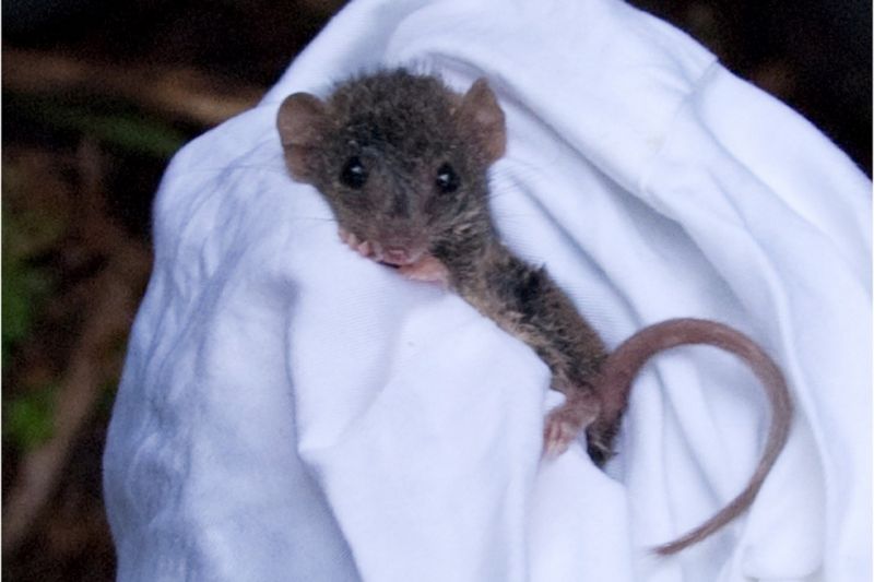Small Australian mammal held inside a white towel