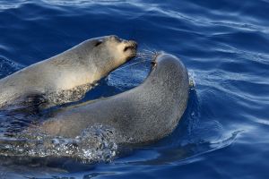 Two seals surfacing in water