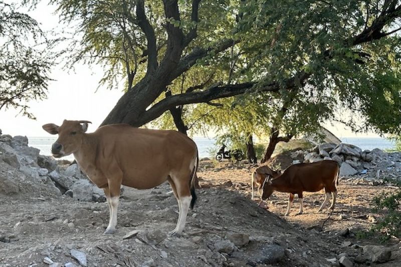 Three cows grazing on a rocky outcropping