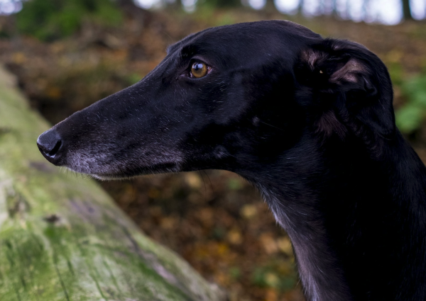 black greyhound head