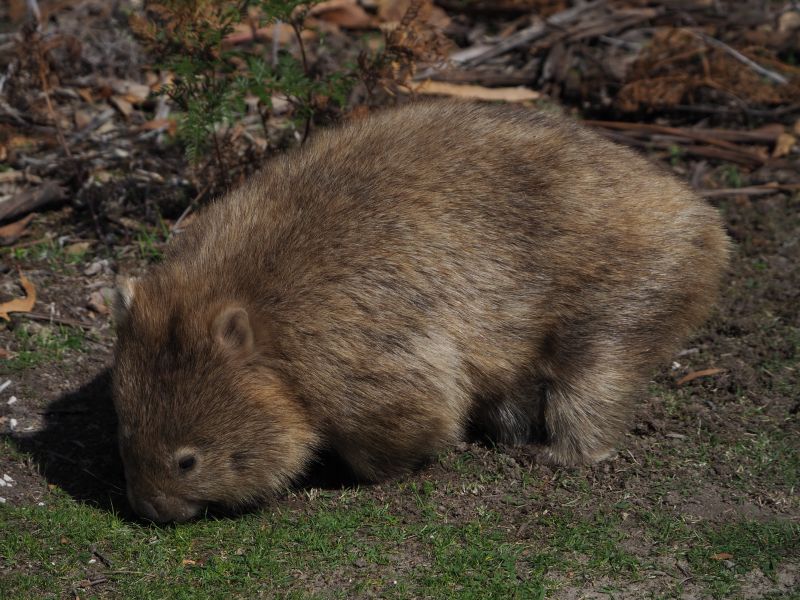 Bare-nosed wombat feeding