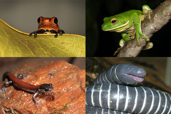 Four photos of a frogs, a salamander and a caecilian in their natural habitats