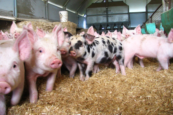 Piglets inside sheet amongst hay bales.