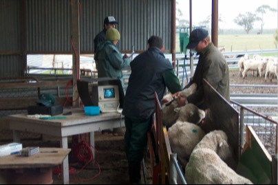 People working with sheep in yards on a farm.