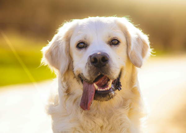 Golden retriever