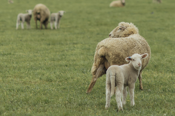 Lamb and ewe in green paddock.