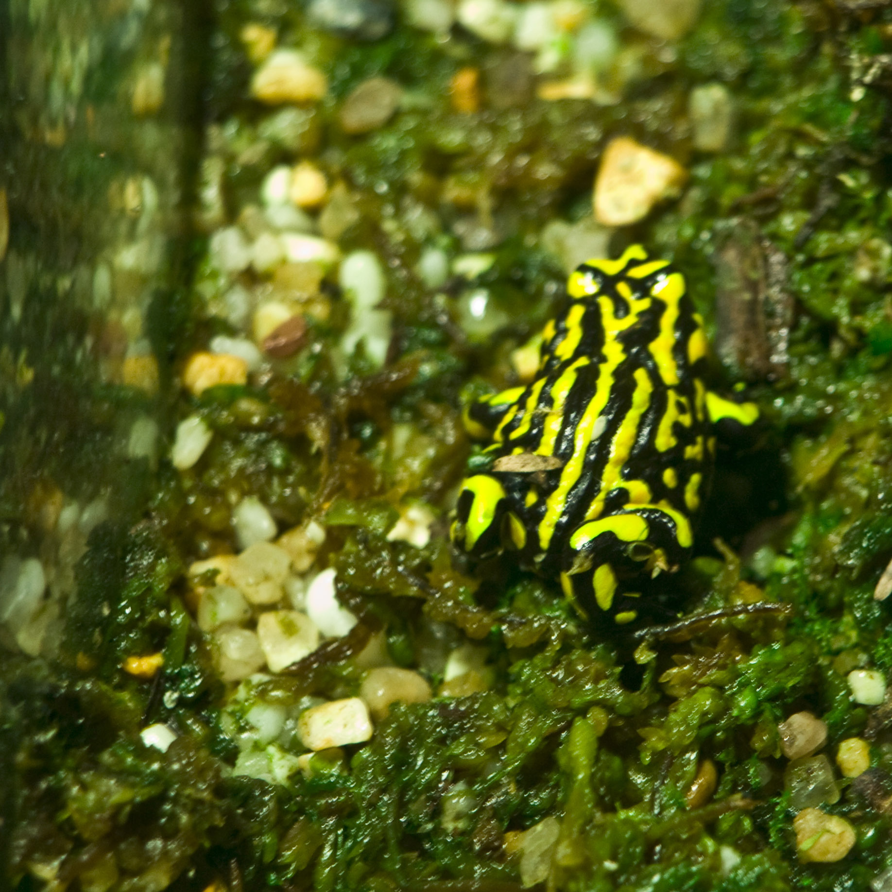 Black and white striped Corroboree frog
