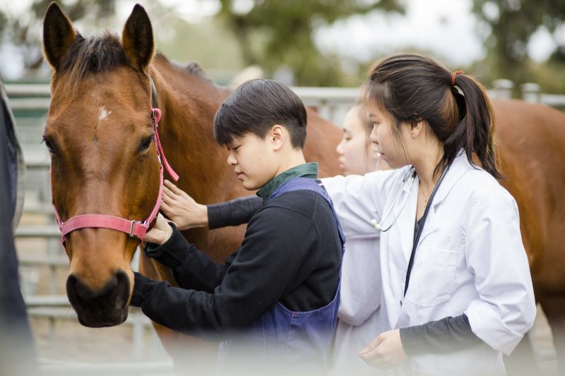 DVM students examining a horse