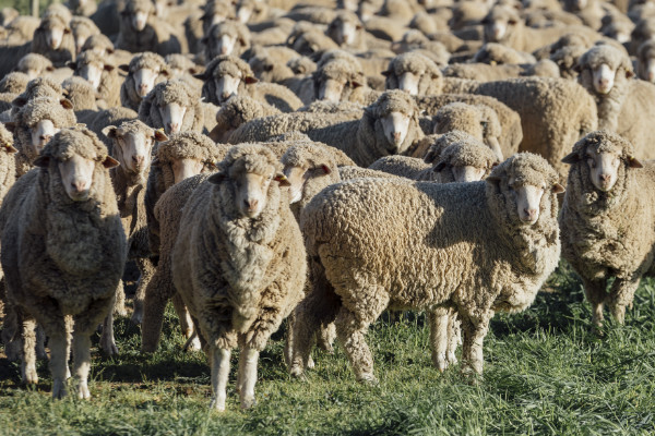 Large mob of sheep in green paddock.