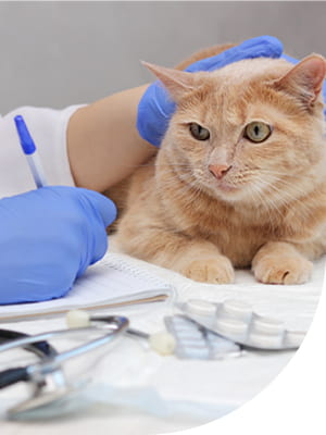 A veterinarian petting a cat while filling out a prescription