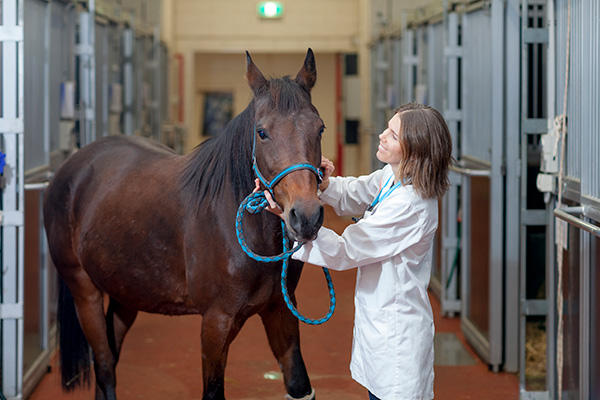 Woman in white lab coat leads a bay horse by its bridle out of the stalls