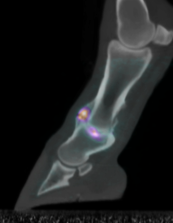 Xray and visualisation of problem in horse fetlock