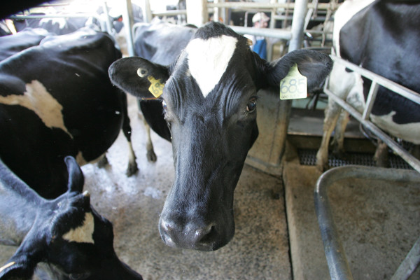 Cows in a dairy milking shed.