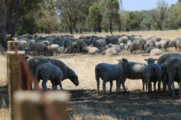 Mob of sheep taking shelter from sun under trees in a dry brown paddock.