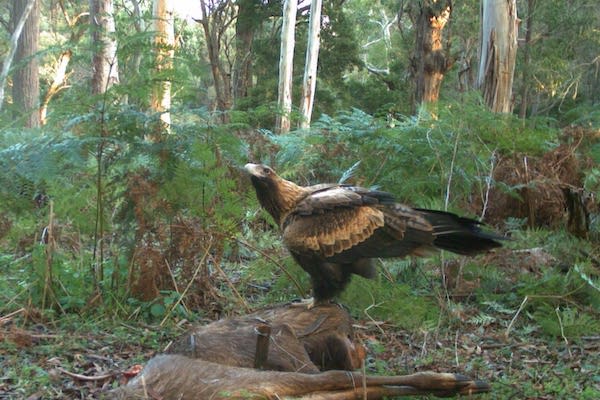 An eagle perched atop an animal carcass, surrounded by trees and bushes