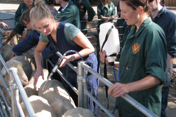 Students drenching sheep