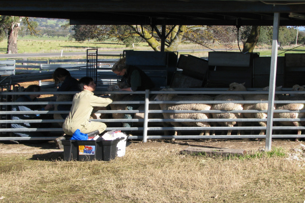 Yards full of sheep