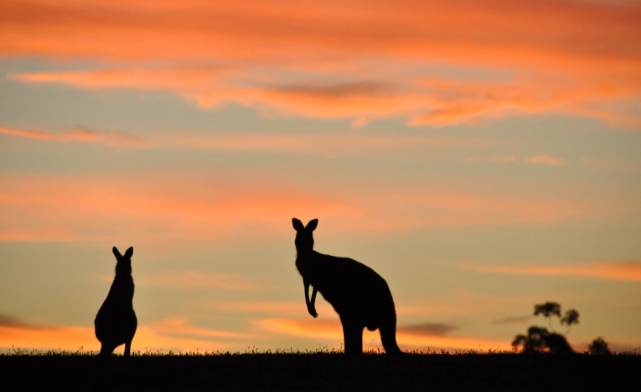 Kangaroos at Cardinia Reservoir near Melbourne at dusk.