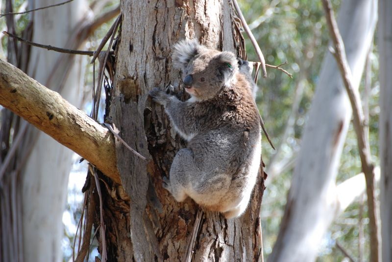 Koala on tree trunk