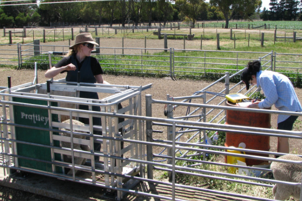 Two people in sheep yards, one holding sheep in crush, the other recording data.