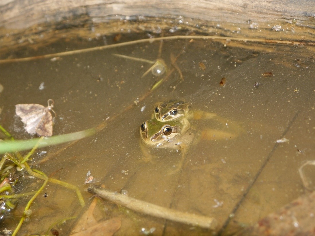 Two frogs in a creek or small body of water