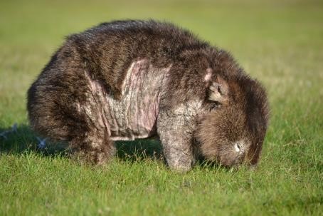 Side-view of a wombat grazing in grass with a large patch of bare skin on the front leg and side of its body (mange)